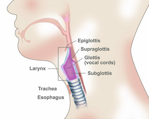 diagram of the larynx