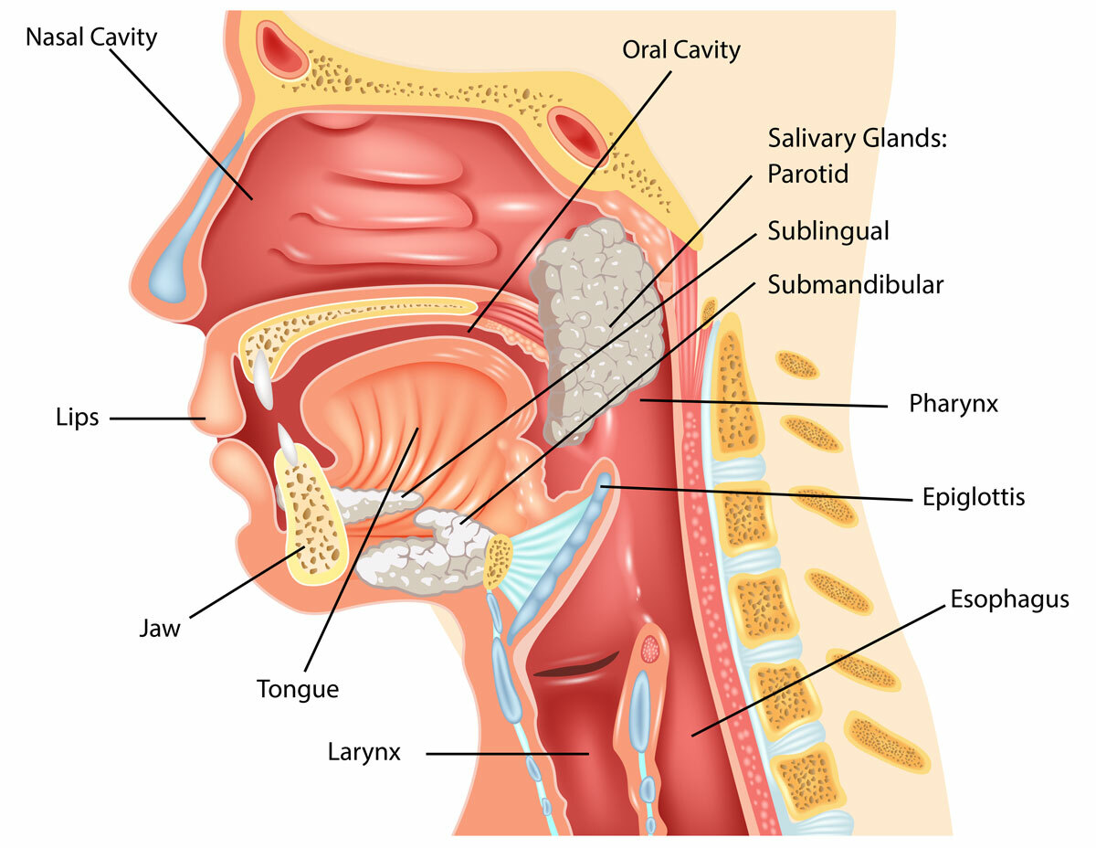 diagram of the head and neck region of the body